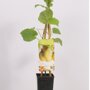 Kiwiplant